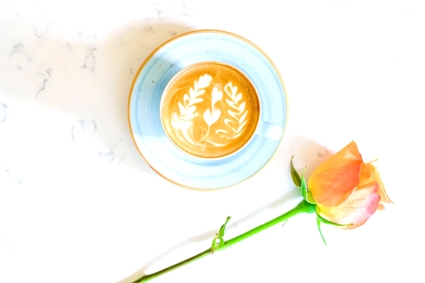 Kopi Luwak Kahvesi Nedir? Çevreye etkisi ve bu kahve ticaretine karşı olmamızın nedenleri